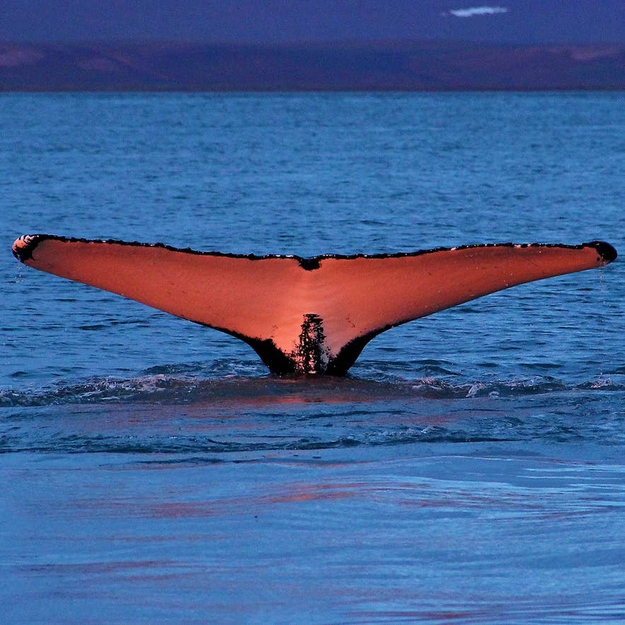 A minke whale lifts its tail above calm Icelandic waters, glowing pink in the evening light.