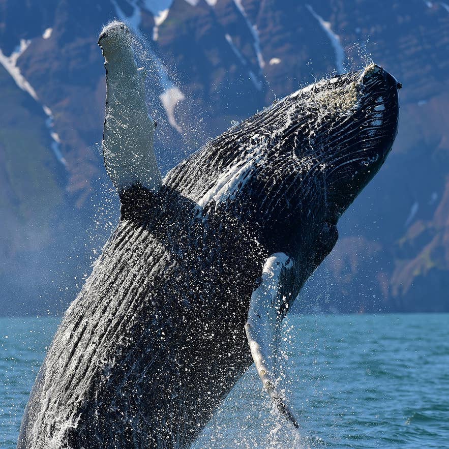 A humpback whale breaches near Iceland’s rugged coastline, sending spray into the air.