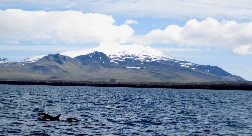 A pair of orcas swims near Snæfellsnes with the snow-covered Snaefellsjokull Glacier Volcano in the background.