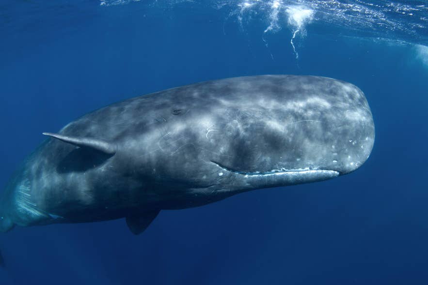 A sperm whale swims in deep blue Icelandic waters.