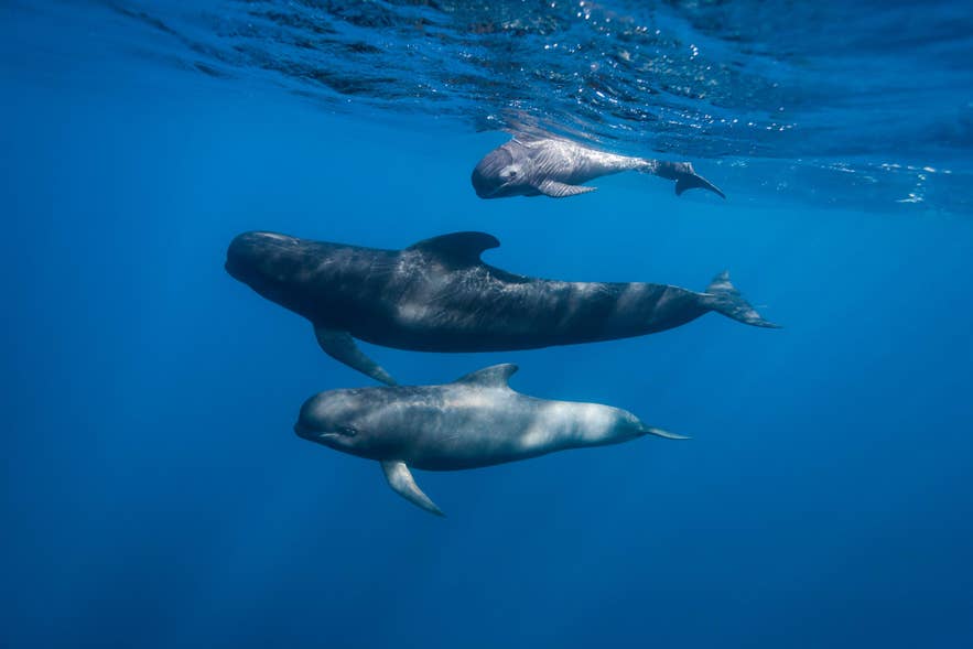 A pod of long-finned pilot whales swims through deep blue water, with a calf gliding just beneath the surface.