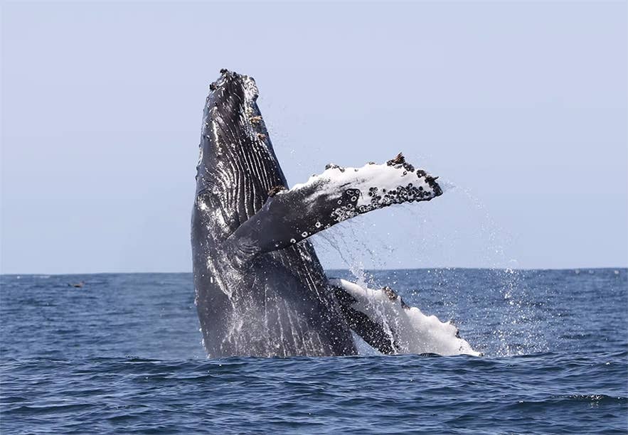 A humpback whale breaches dramatically in summer, rising from calm Icelandic waters with droplets spraying.