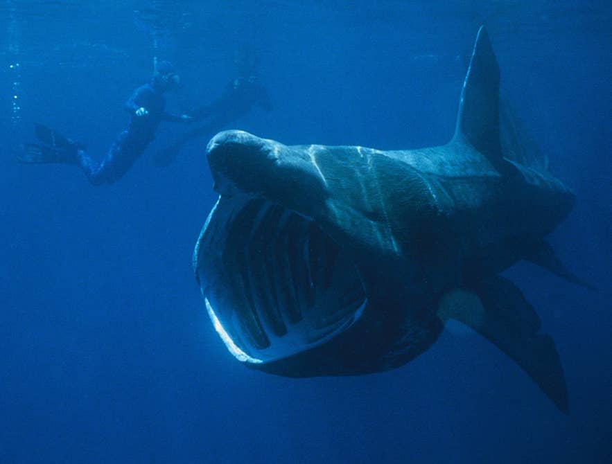 A basking shark swims near snorkelers, its open mouth filtering plankton in the deep blue water.