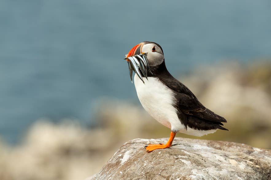 An Atlantic puffin stands in grass holding several silvery fish in its beak during summer in Iceland.