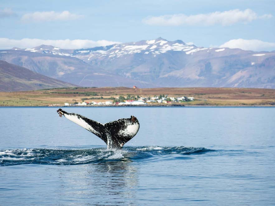 A whale breaching the ocean in the Eyjafjordur Fjord, close to Akureyri in North Iceland