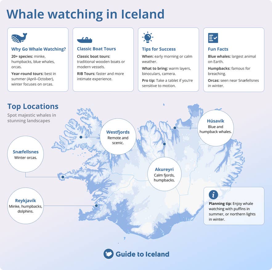 Whale watching guide for Iceland showing top locations like Husavik, Akureyri, Reykjavik, and Snaefellsnes with tips and species info.