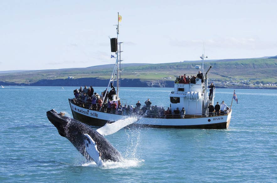 A humpback whale breaches beside a whale-watching boat in Husavik, one of Iceland’s most famous whale-watching towns.