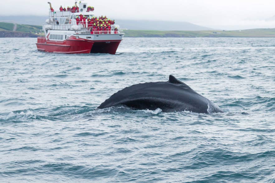 A humpback whale surfaces near a whale-watching boat in Akureyri, known for calm fjords and reliable sightings.