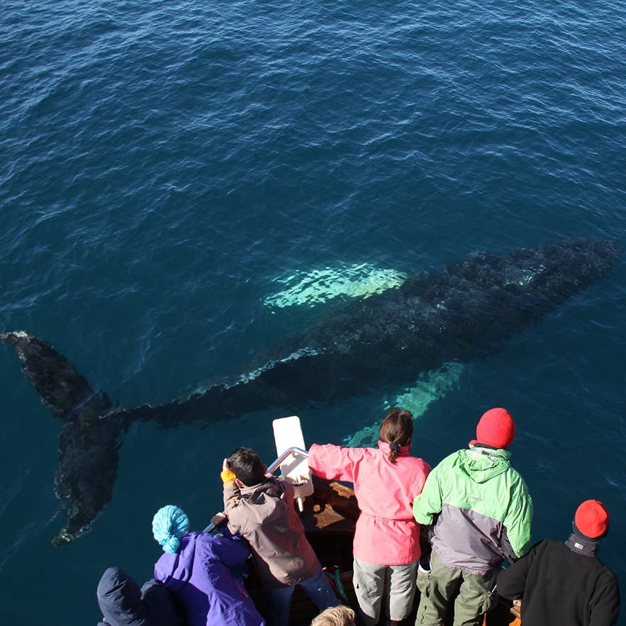 Passengers watch a humpback whale swimming just below the surface during a whale watching tour in Holmavik.