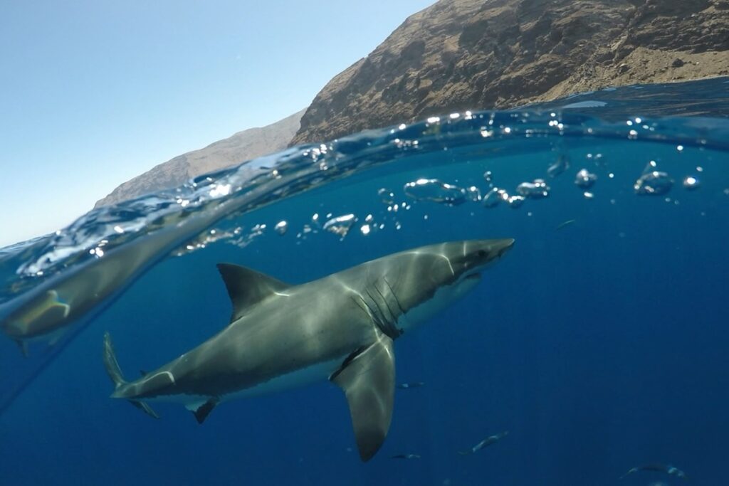 Can Sharks Off Santa Barbara’s Coast Help Reduce Global Warming?