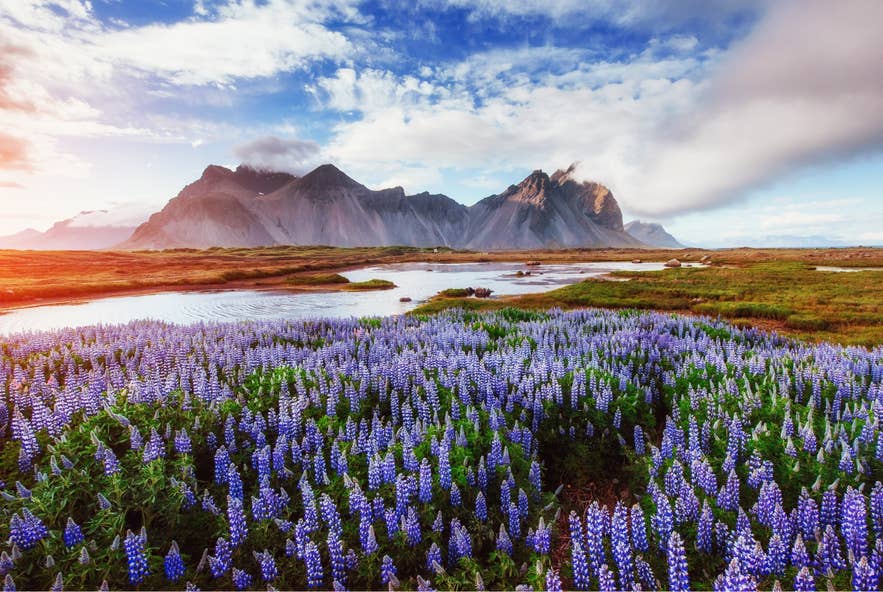 Purple lupines bloom under the midnight sun near Vestrahorn in East Iceland, far from anything Flóki would have called icy