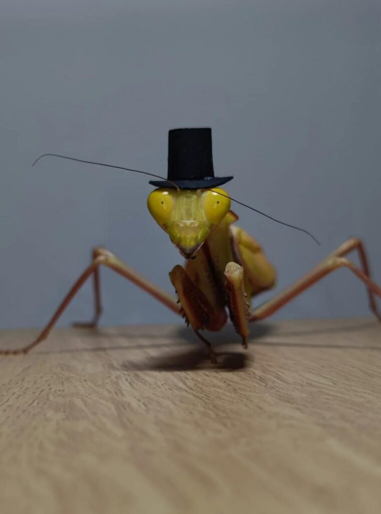 Anyone based in Melbourne, Australia willing to take in an adult female giant rainforest mantis for 2 months? June to July