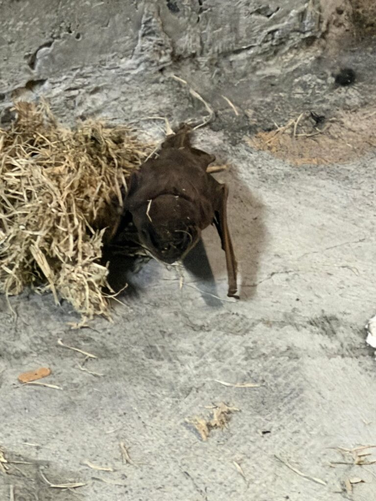 Spotted this on a pillar in my apartment parking (corner spot in the Gabba). Is this a dead bat or just a fake one?