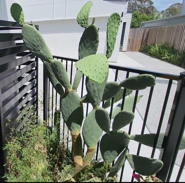 Prickly pear removal