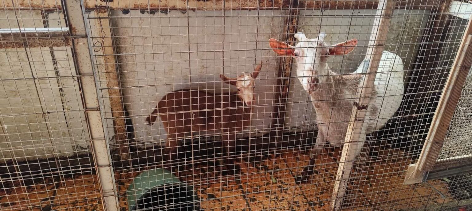 Ampelokipoi: Improvised pen with goats and a chicken coop with poultry on the roof of a 16-storey apartment building - Intervention of a prosecutor