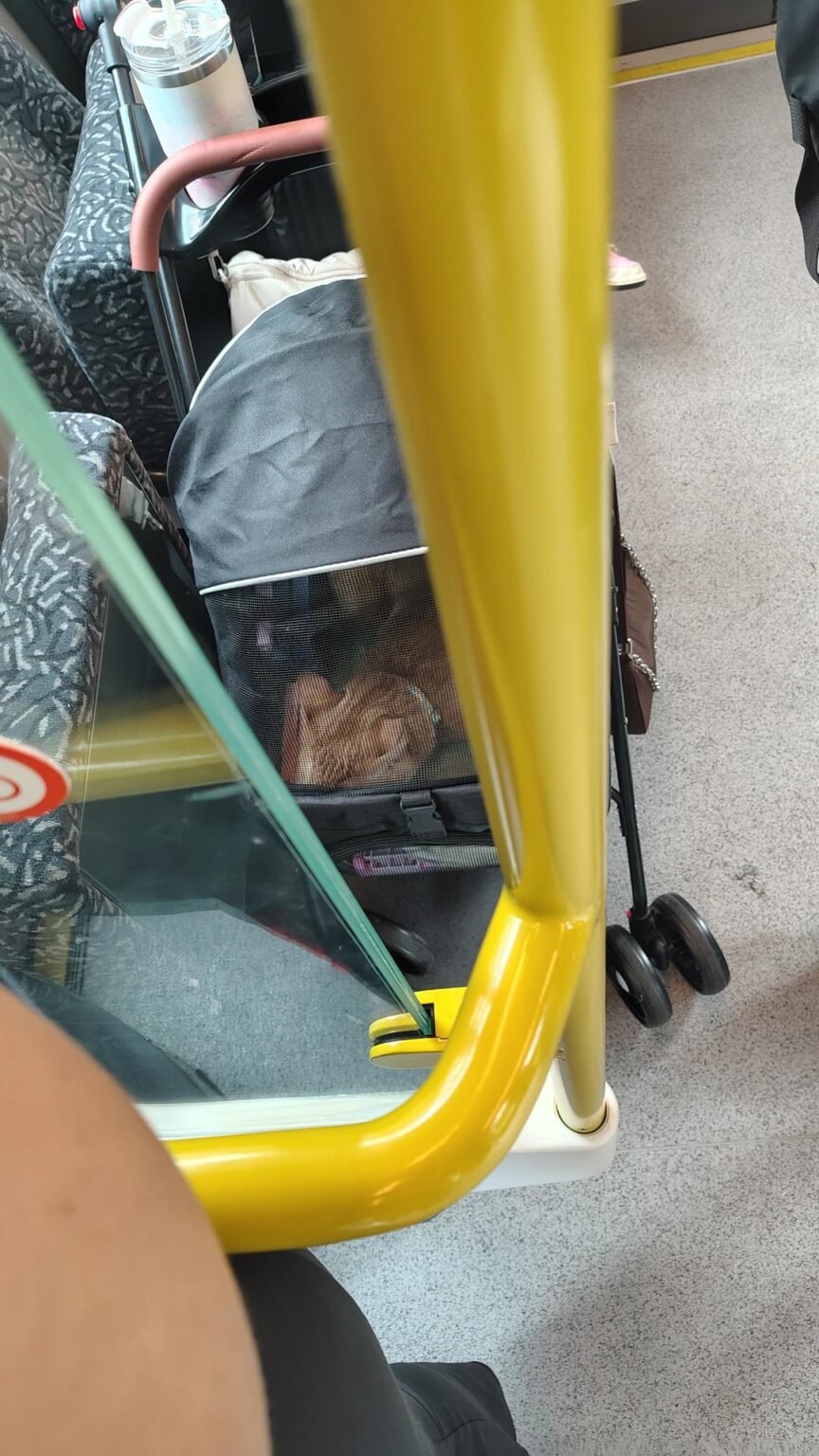 cats in prams on public transport?