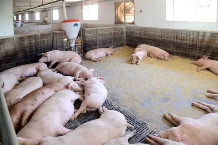 African swine fever North Korea resurges in 2026 Jo Hyon, PhD, Kyungnam University
