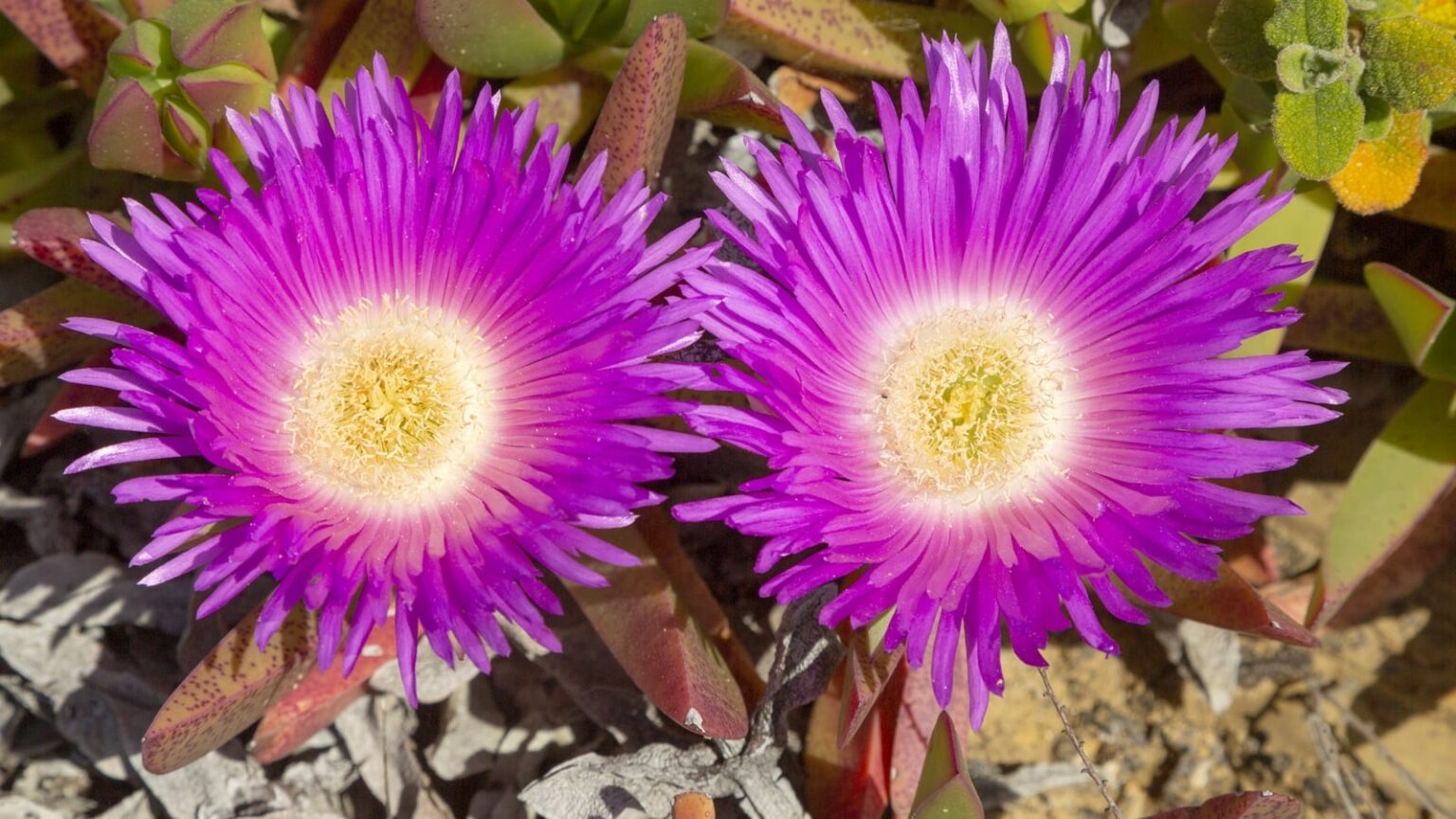Illegal invasive plant species found for sale in Ireland