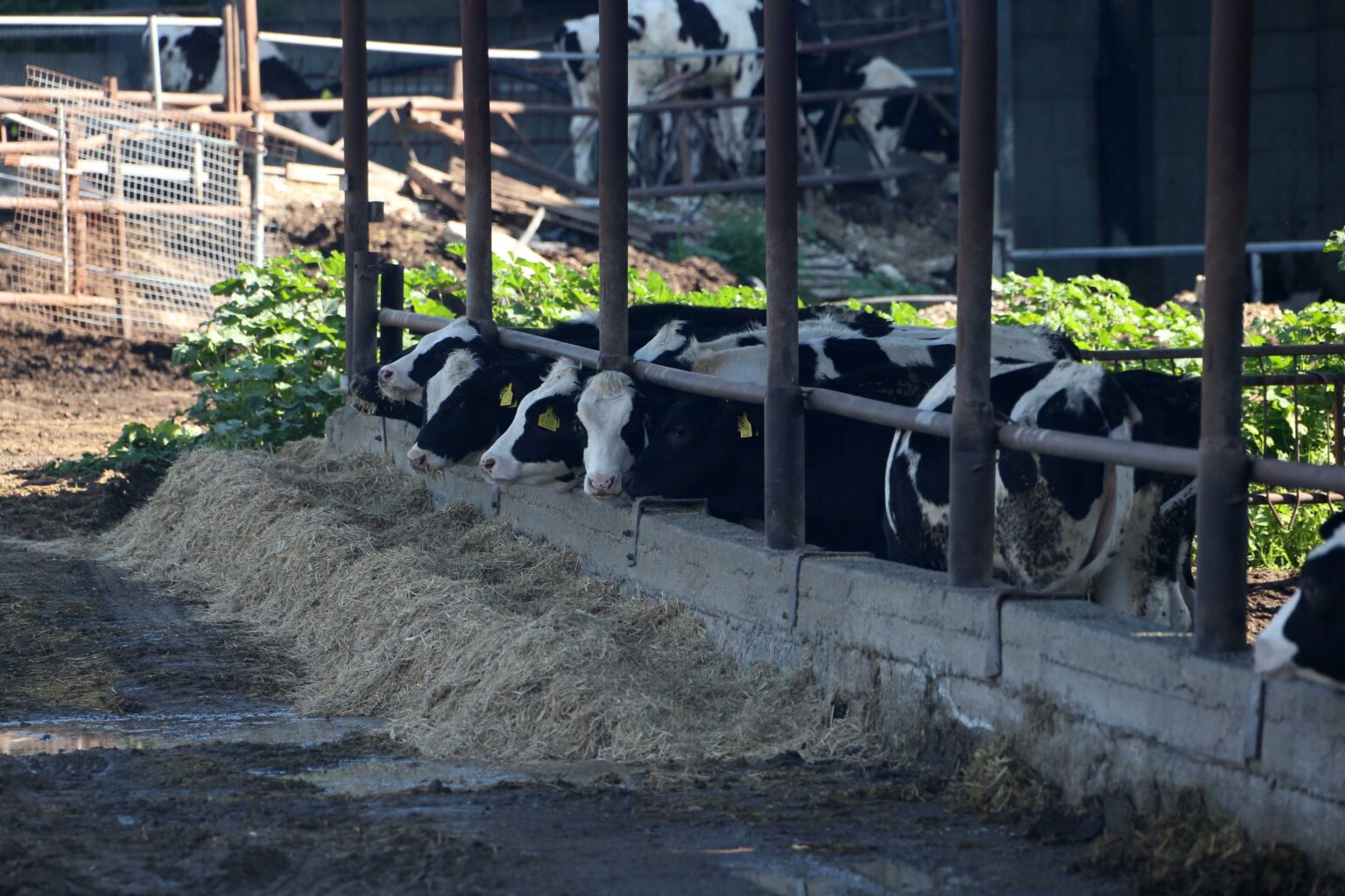 cover There will be no second round of FMD testing, says President