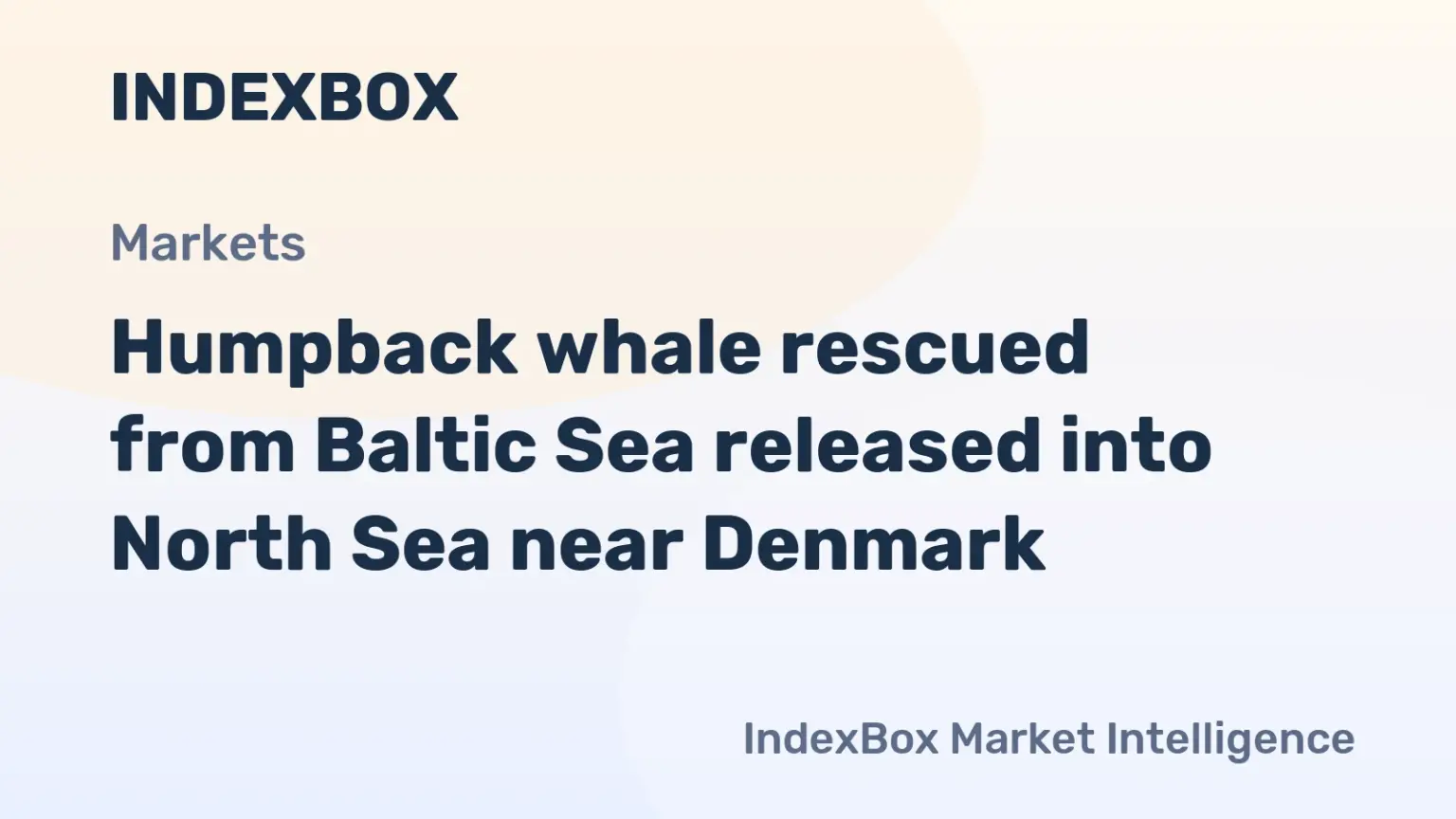 Humpback whale rescued near Poel released into North Sea after transport delay - News and Statistics