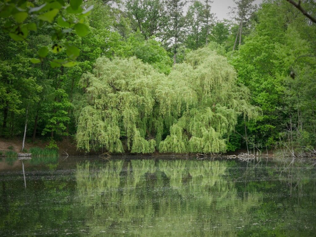 The green side of Frankfurt am Main