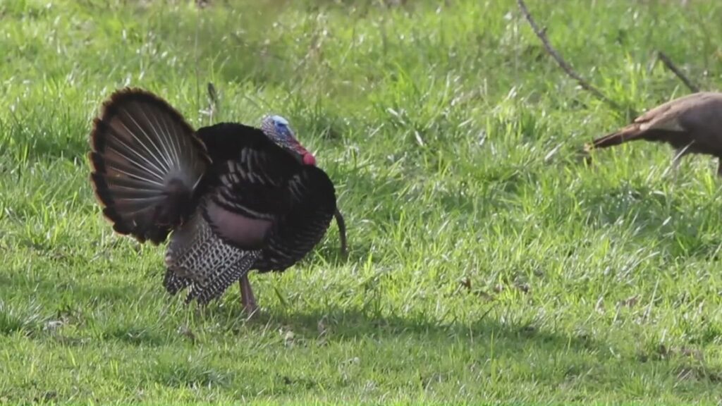 What to know on the tail end of turkey season | Outdoor Report What to know on the tail end of turkey season | Outdoor Report