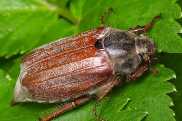 May beetles are attacking the gardens of Latvia. What to do? May beetles are attacking the gardens of Latvia. What to do?