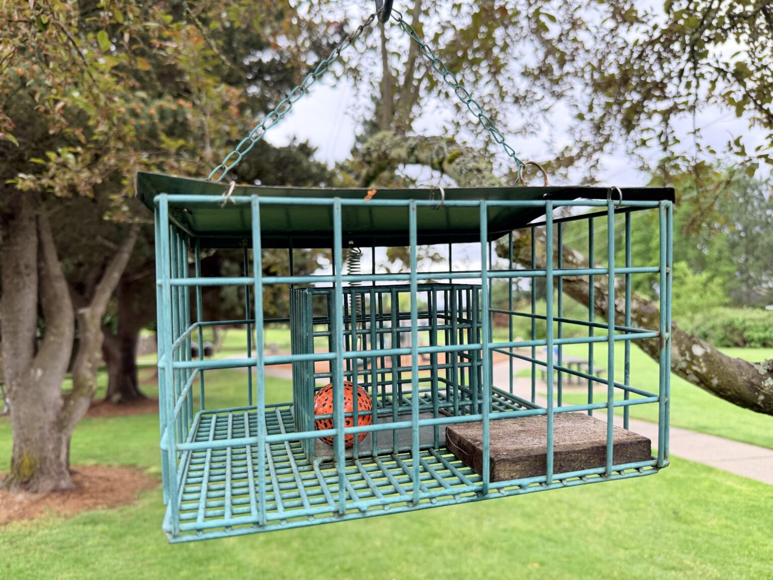 I saw this at a local park in the PNW. What the heck is it?