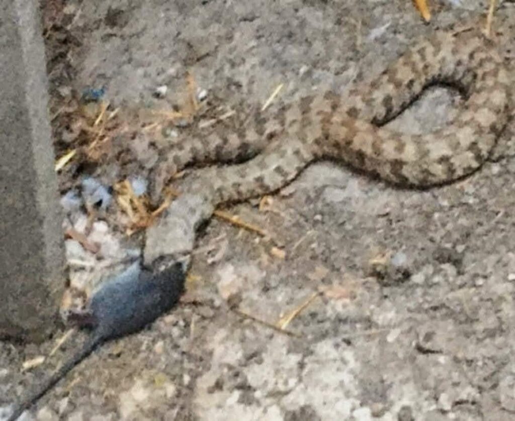 Don't kill the goblins. They are a protected species and extremely necessary for our ecosystem / Don't kill vipers. They are a protected species and are essential to our ecosystem