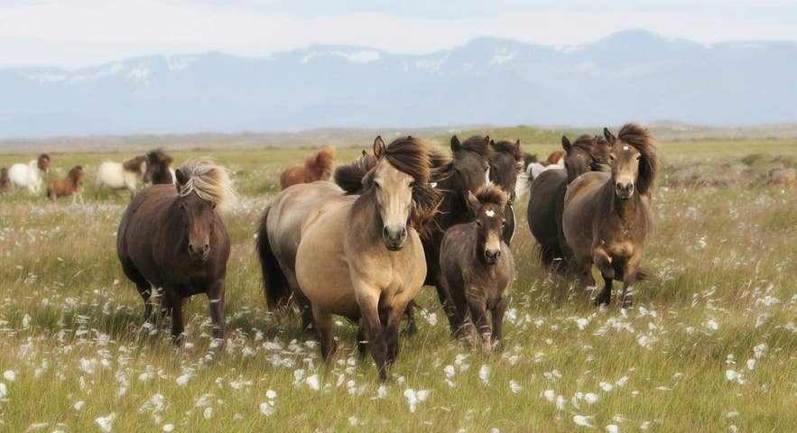 Icelandic horses roaming freely at Hestaland Guesthouse horse farm, a photo spot for those vacationing in Iceland. Icelandic horses roaming freely at Hestaland Guesthouse horse farm, a photo spot for those vacationing in Iceland.