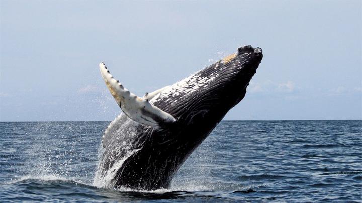 Germany News: Dead Humpback Whale Off Denmark is ‘Timmy’ Germany News: Dead Humpback Whale Off Denmark is 'Timmy'