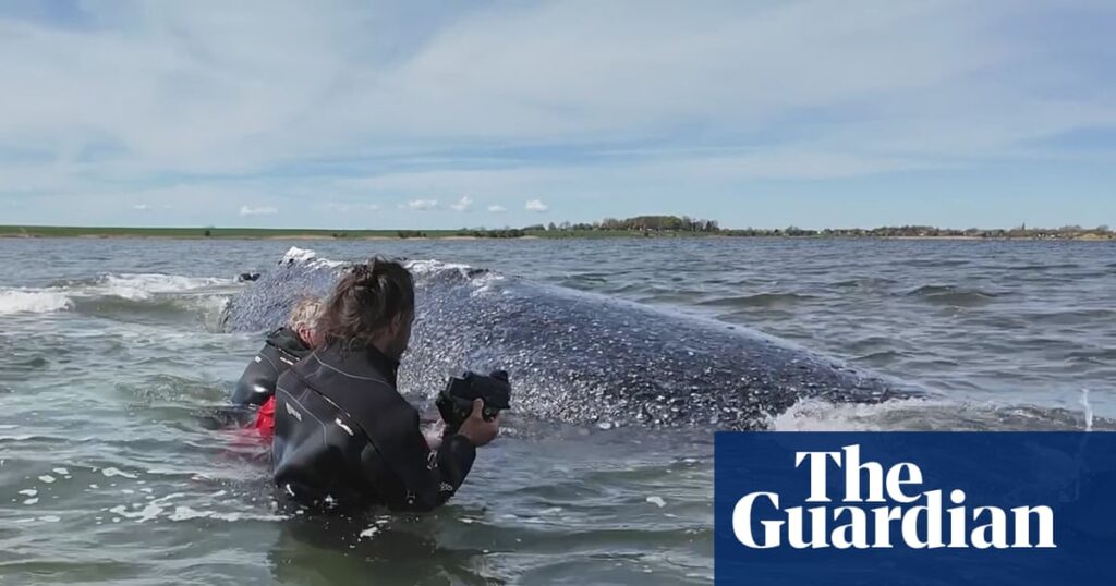 German minister defends decision to allow attempt to rescue whale Timmy | Whales German minister defends decision to allow attempt to rescue whale Timmy | Whales