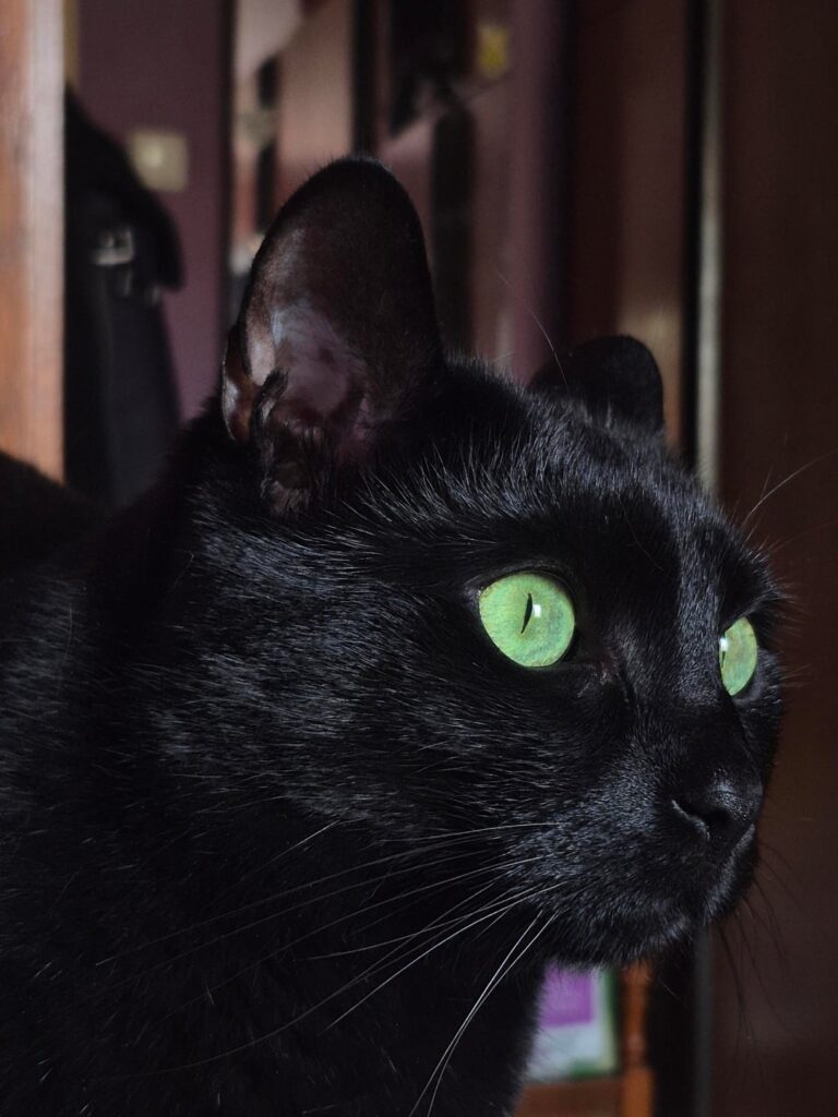 Black cats are the best