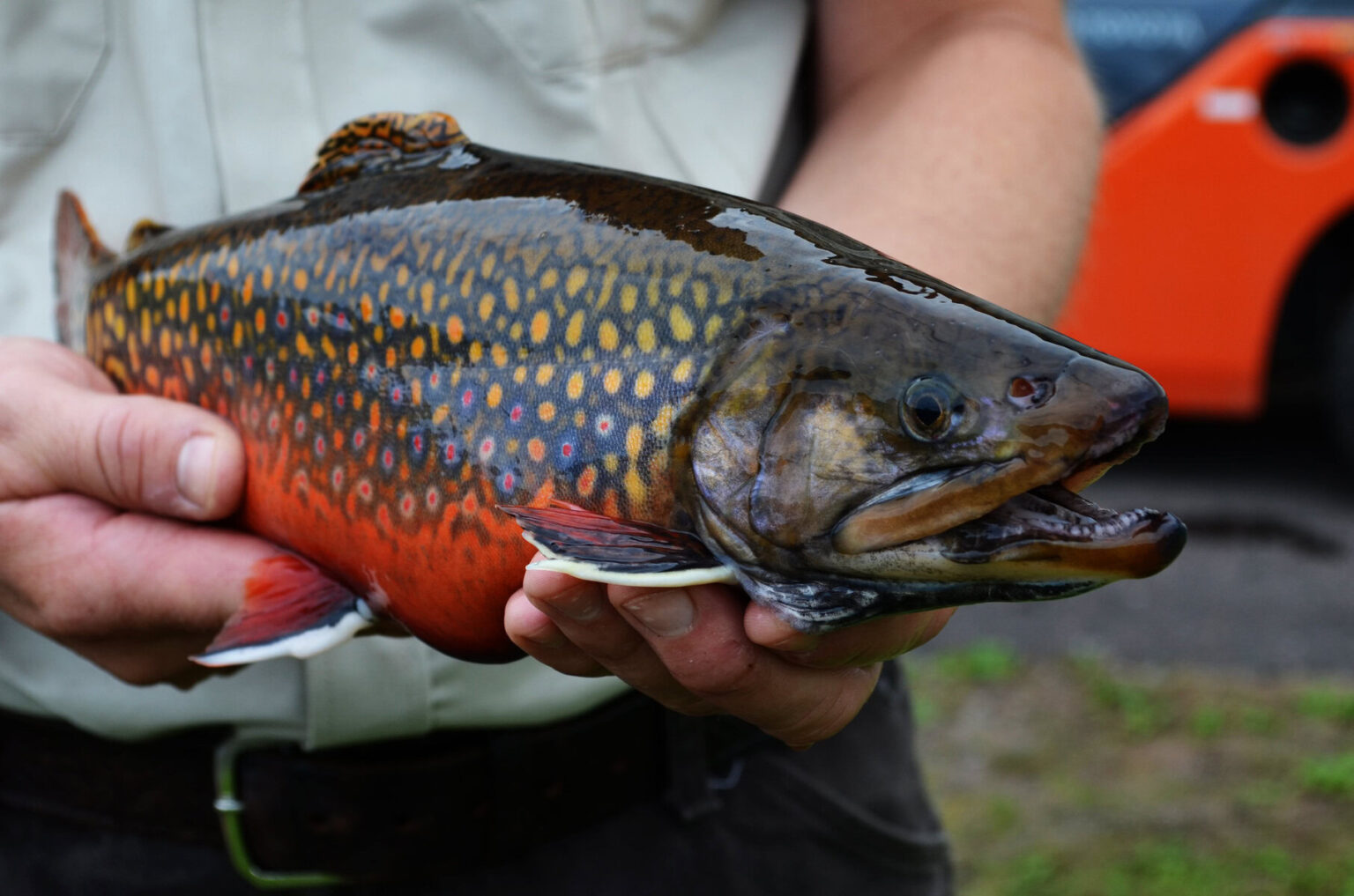 Could This Fish Be a Notebook?