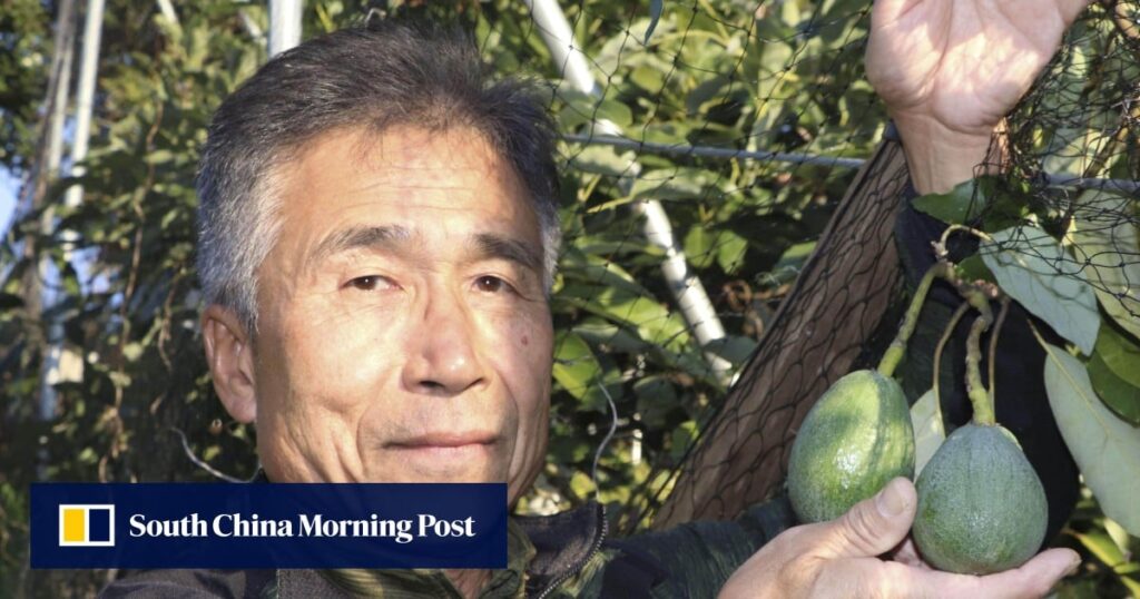 Japanese citrus farmers switch to avocados as climate change warms soil Japanese citrus farmers switch to avocados as climate change warms soil
