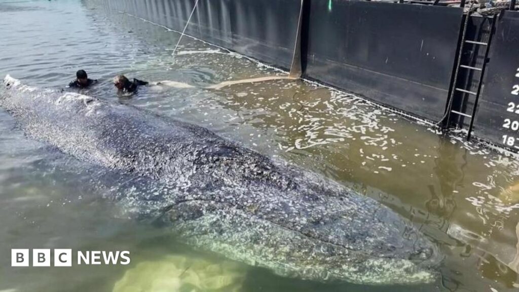 Whale to be removed from Danish island after failed German rescue A whale being ushered into a German barge