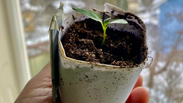 A hand holding a cup of dirt with a green plant sprouting in it.