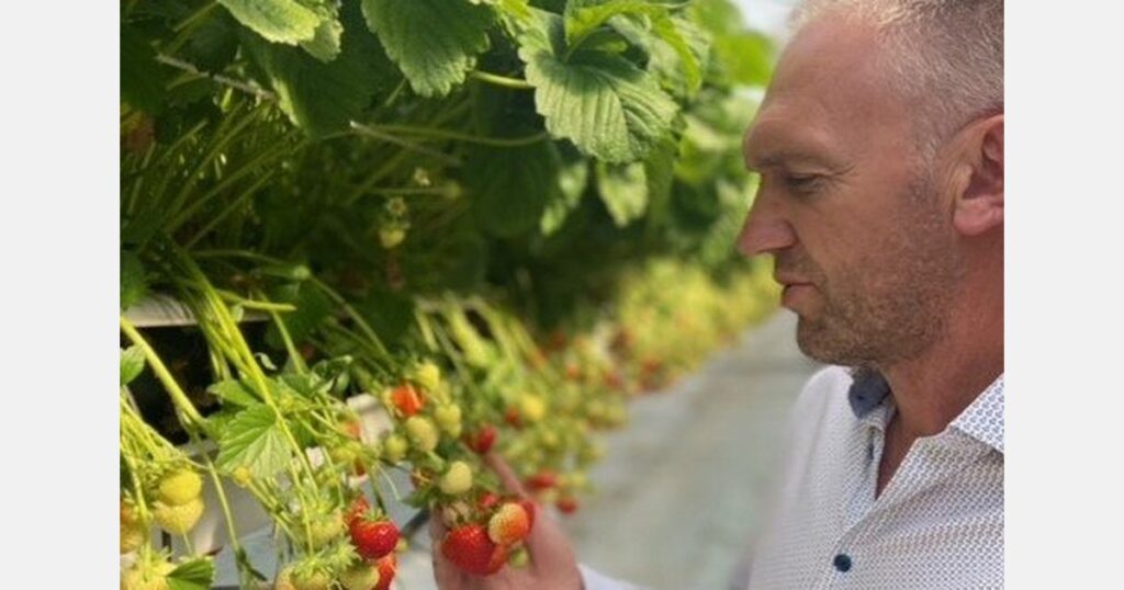 Belgium: "Sunny days and cool nights ideal for the new strawberry season"