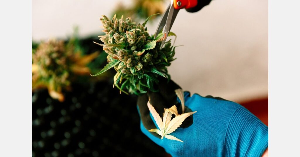 Germany: End of cannabis flowers as a reimbursable service planned Germany: End of cannabis flowers as a reimbursable service planned