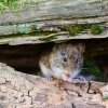 The bank vole, also known as the forest vole, can transmit the hantavirus which is dangerous to humans.