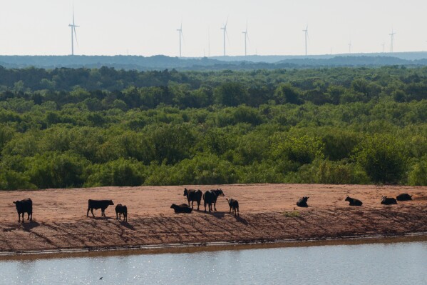 Cattle rest near the edge of a pond with wind turbines in the background amid a drought in Foard County, Texas, April 25, 2026. (AP Photo/Jon Shapley, File)