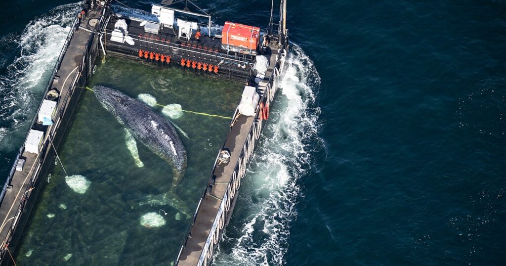 Whale at center of rescue effort controversy found dead off Denmark coast Whale at center of rescue effort controversy found dead off Denmark coast