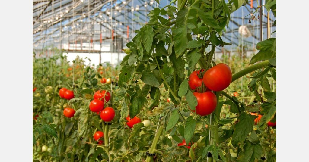 Unexpected aid gap threatens major Estonian vegetable producer