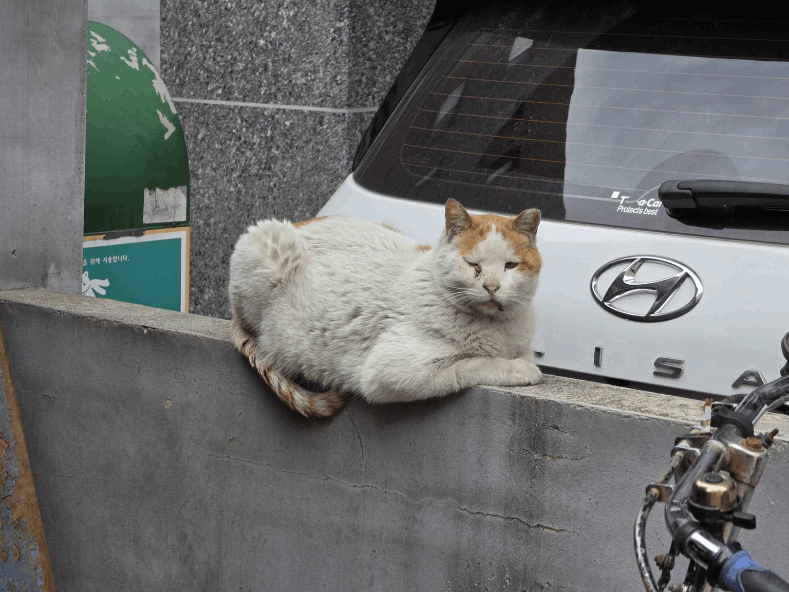 I met a cat that seemed to pop right out of a Disney movie today.