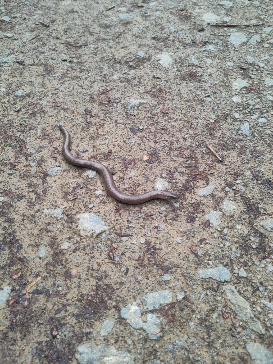 Anyone have any ideas what kind of snake this is? Encountered in the Flemish Ardennes