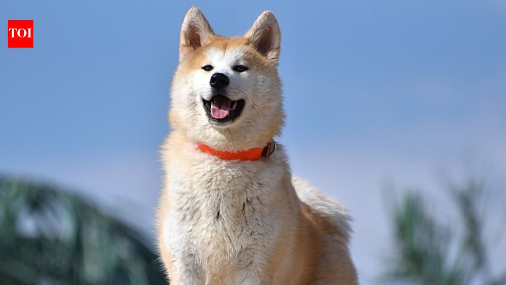 Scientists say this oral spray may finally cure your dog’s nasty breath | Scientists say this oral spray may finally cure your dog’s nasty breath |