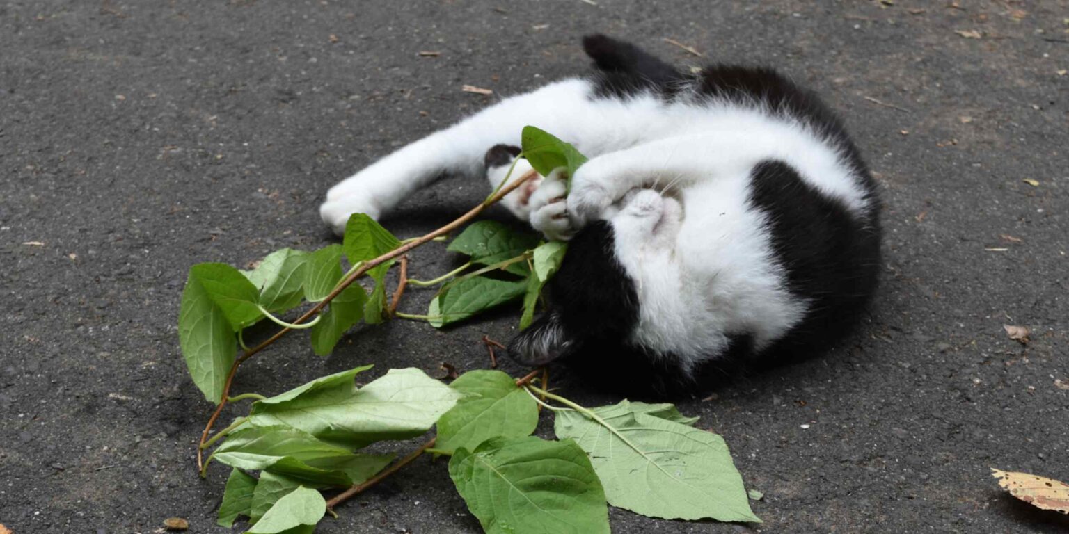 Cats find silver vine more potent than catnip: Japan study Cats find silver vine more potent than catnip: Japan study