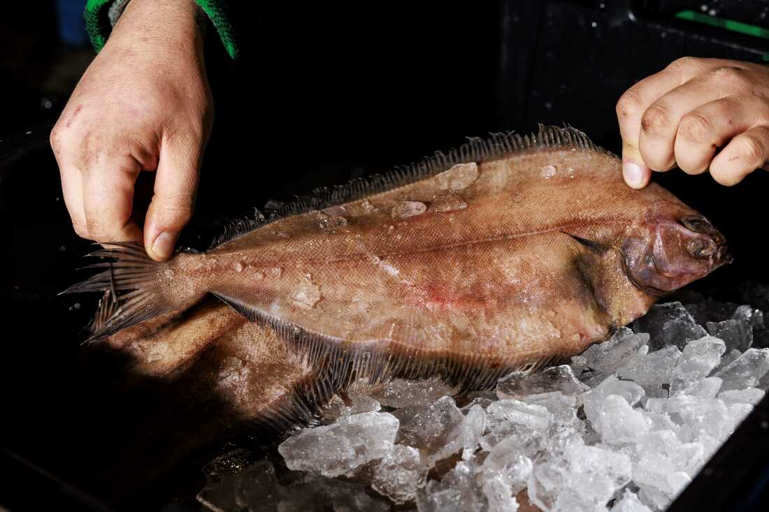 A locally caught fluke rests on ice at the Portland Fish Exchange. A pair of hands is gripping each end of it.