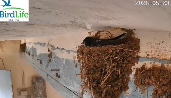 Watch: While Malta talks politics, new life emerges in a Barn Swallow’s nest