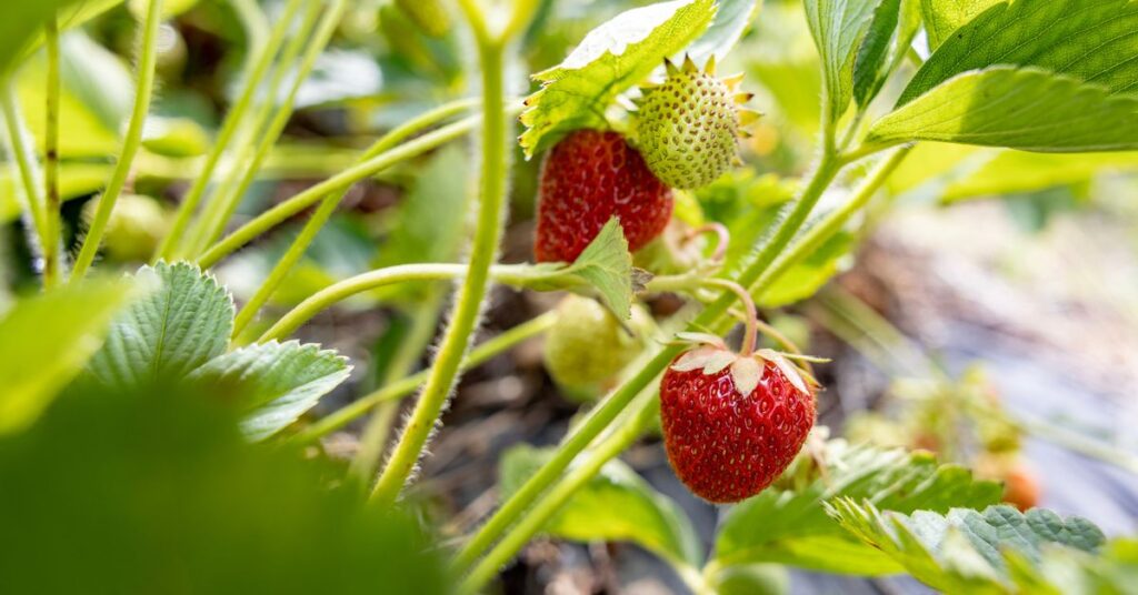 Finland’s pricey work permits keep foreign berry pickers away | Yle News Finland's pricey work permits keep foreign berry pickers away | Yle News